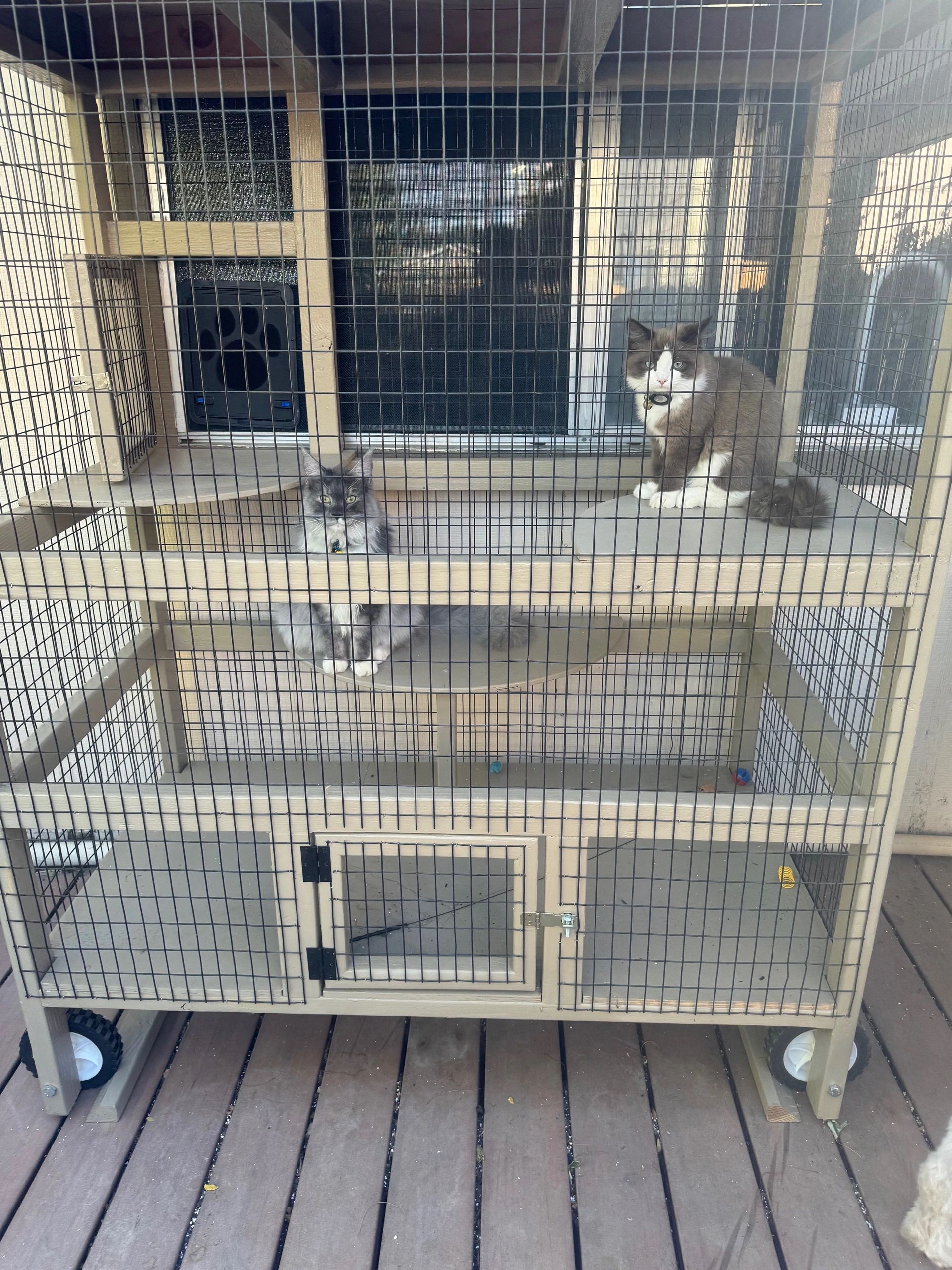 WILLIE AND CHILI ENJOYING THE LARGE MOBILE CATIO.  REALLY SAFE PET ENCLOSURE FOR CATS.