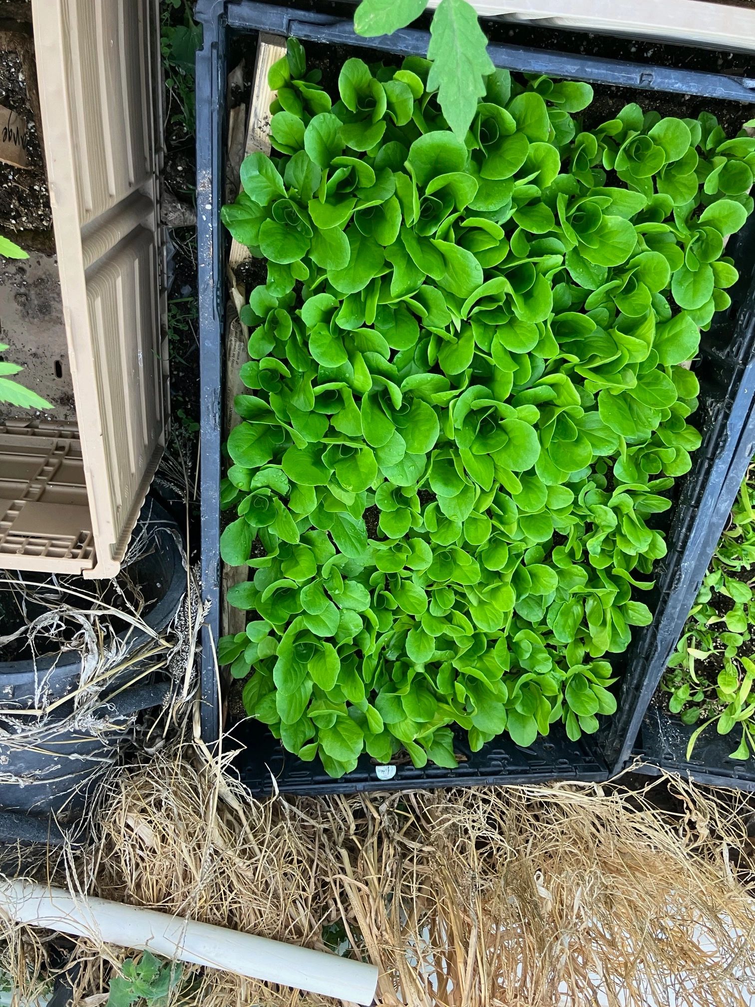 BUTTER LETTUCE READY TO BE TRANSPLANTED IN OUR TUNNELS.  THIS WILL BE READY SOON.  VERY GOOD. 