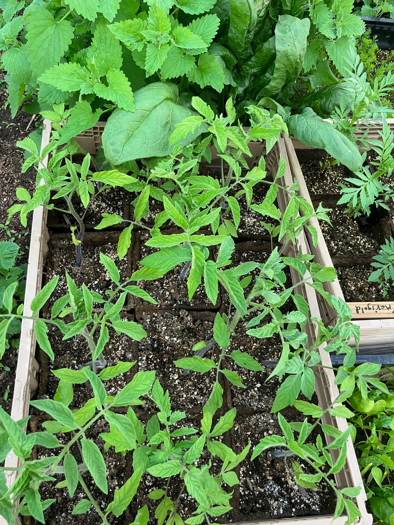 TOMATO TRANSPLANTS ARE READY TO GO.  THESE TOMATO PLANTS ARE 4-6 INCHES TALL AND ARE READY TO PLANT