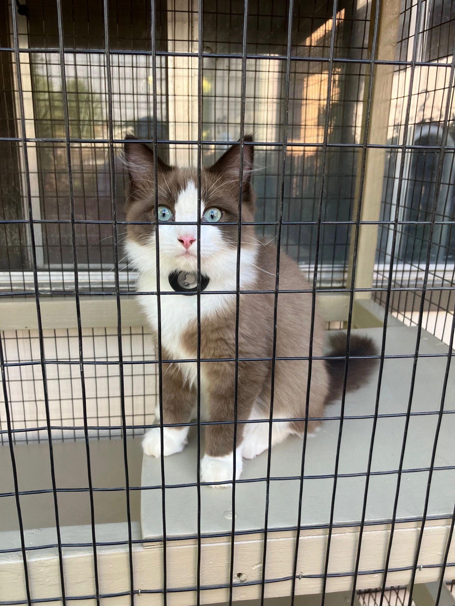 CHILI, A RAGDOLL, LOOKING RIGHT AT THE CAMERA.  SHE IS IN HER NEW MOBILE WINDOW CATIO.  HAPPY CATS.