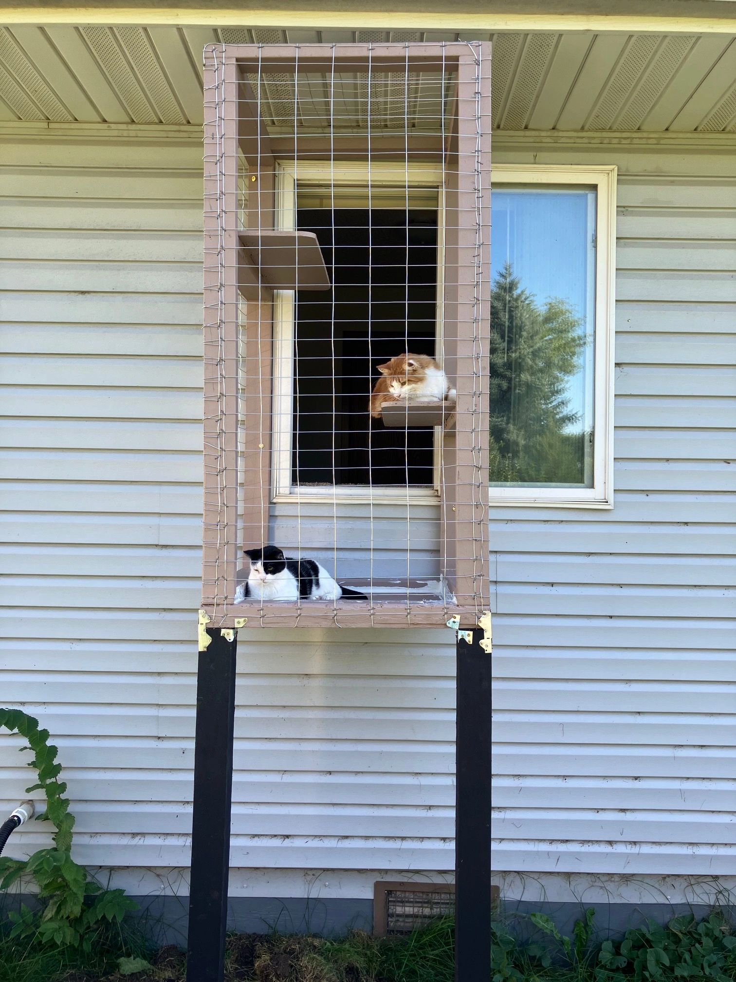 A PICTURE OF CHARLIE AND HERMAN'S NEW WINDOW CATIO.  IT IS SUPER SECURE AND THEY LOVE LOOKING OUT .