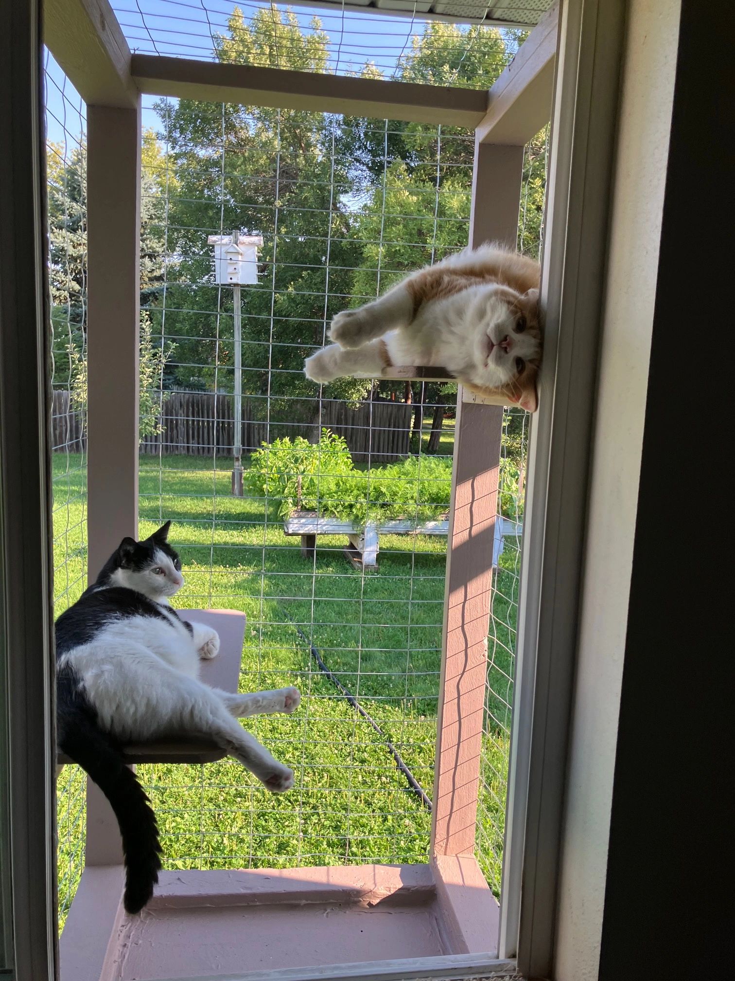 HERMAN LOVING HIS NEW WINDOW CATIO. SECURE AND STURDY.THESE CATS ARE SAFE IN THE SAFE PET ENCLOSURE.