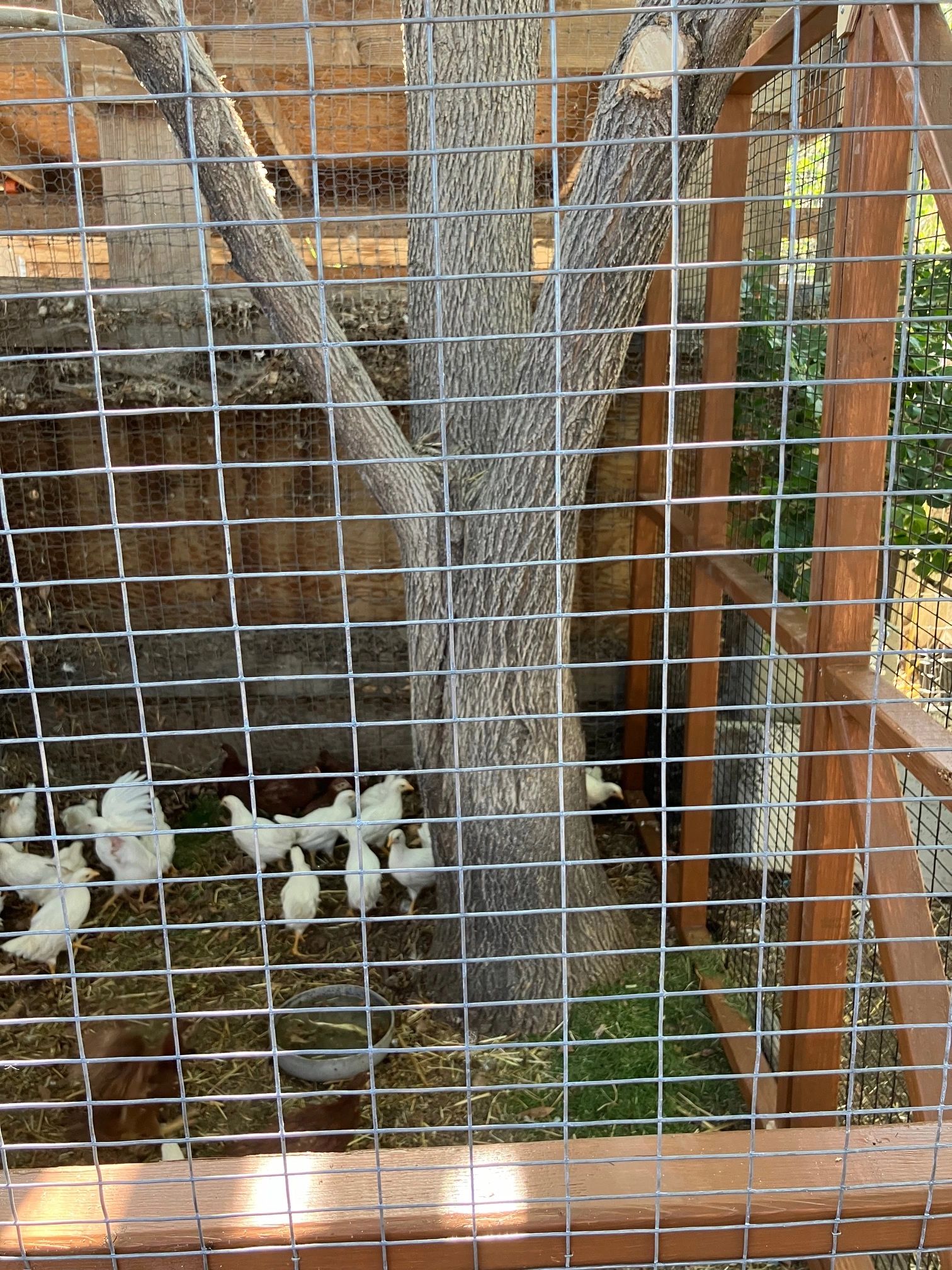 ANOTHER CLOSE UP VIEW OF A CHICKEN ENCLOSURE.  KEEP YOUR CHICKENS SAFE WITH THIS ENCLOSURE.