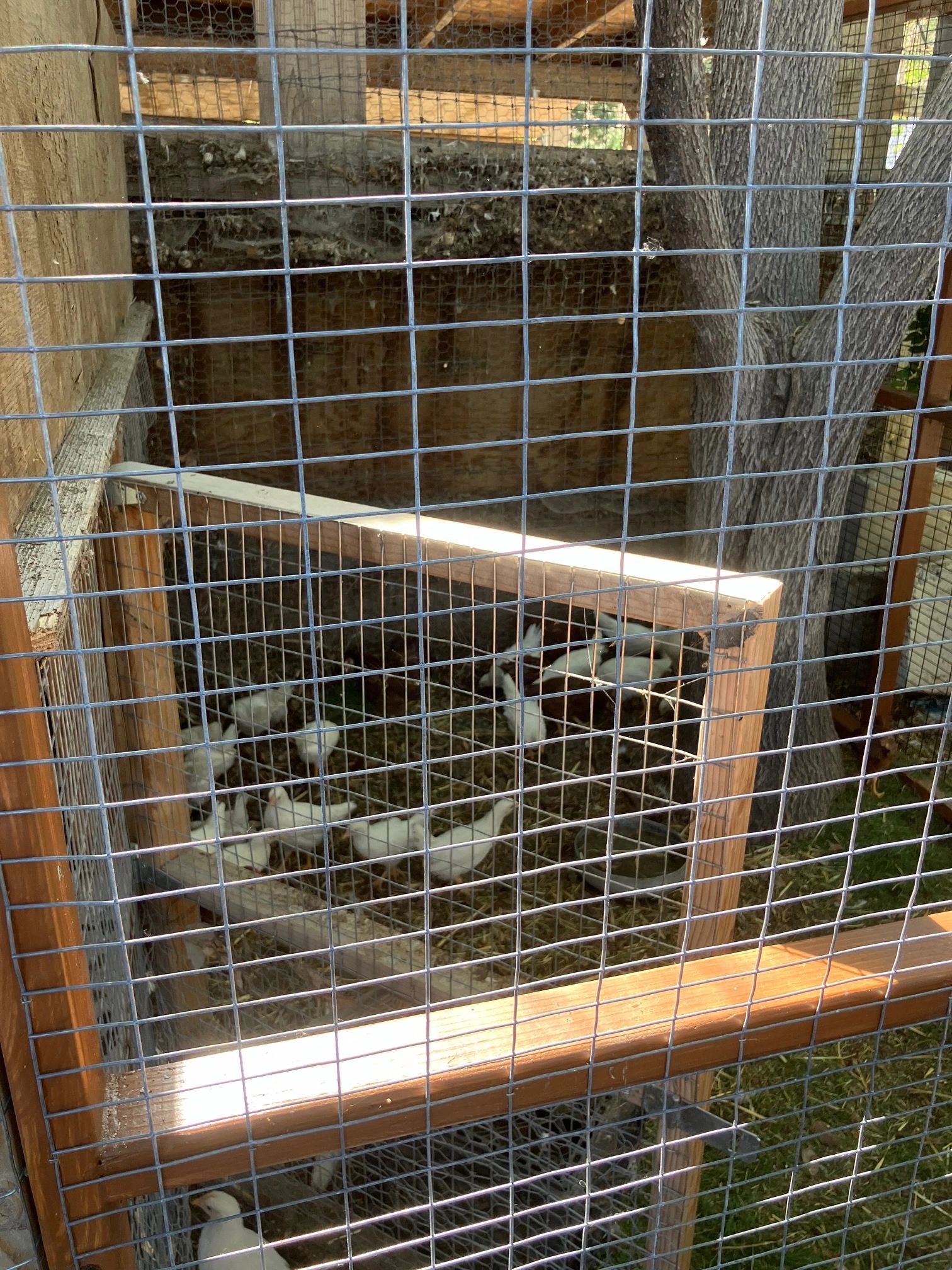 CLOSE UP VIEW OF  CHICKEN ENCLOSURE.  CHICKENS LIKE GRAZING OUTSIDE.