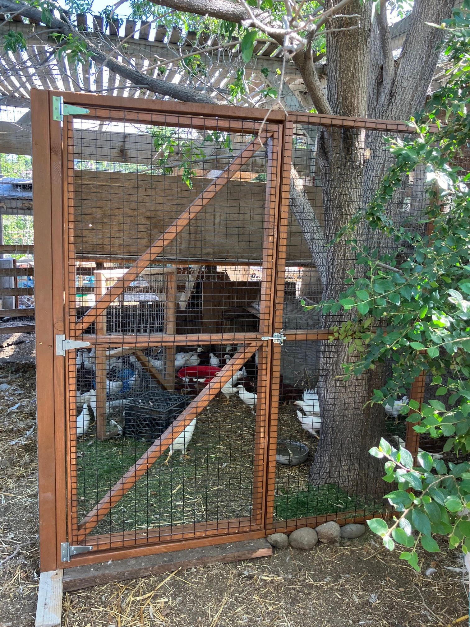 PORTABLE PET ENCLOSURE FOR YOUR FEATHER FRIENDS.  CHICKENS LOVE BEING OUTSIDE ON NEW GRASS.