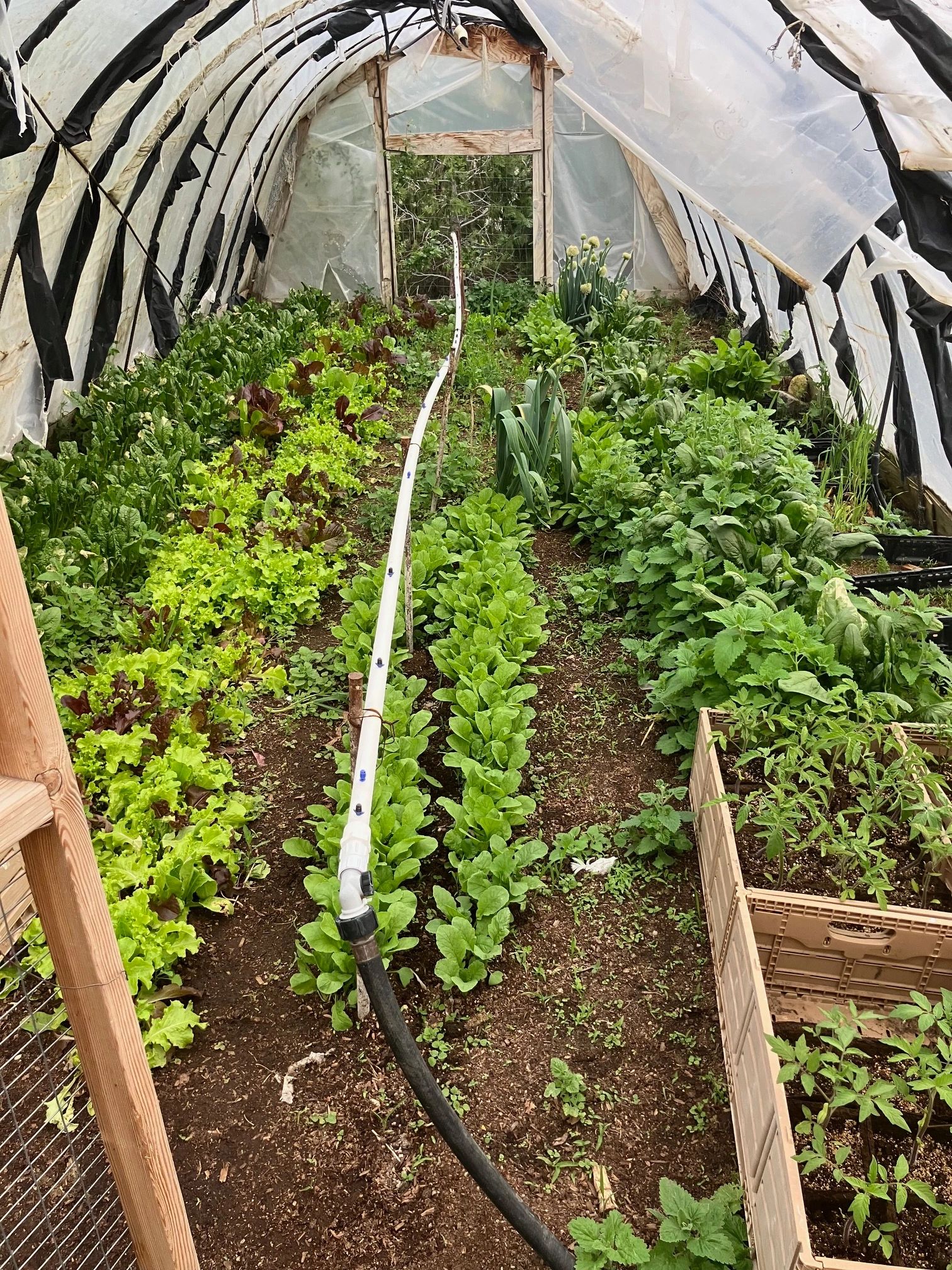 LETTUCE, SPINACH, RADISHES, WHEATGRASS. HEALTHY HOME GROWN DELICIOUS VEGETABLES.  TUNNEL.