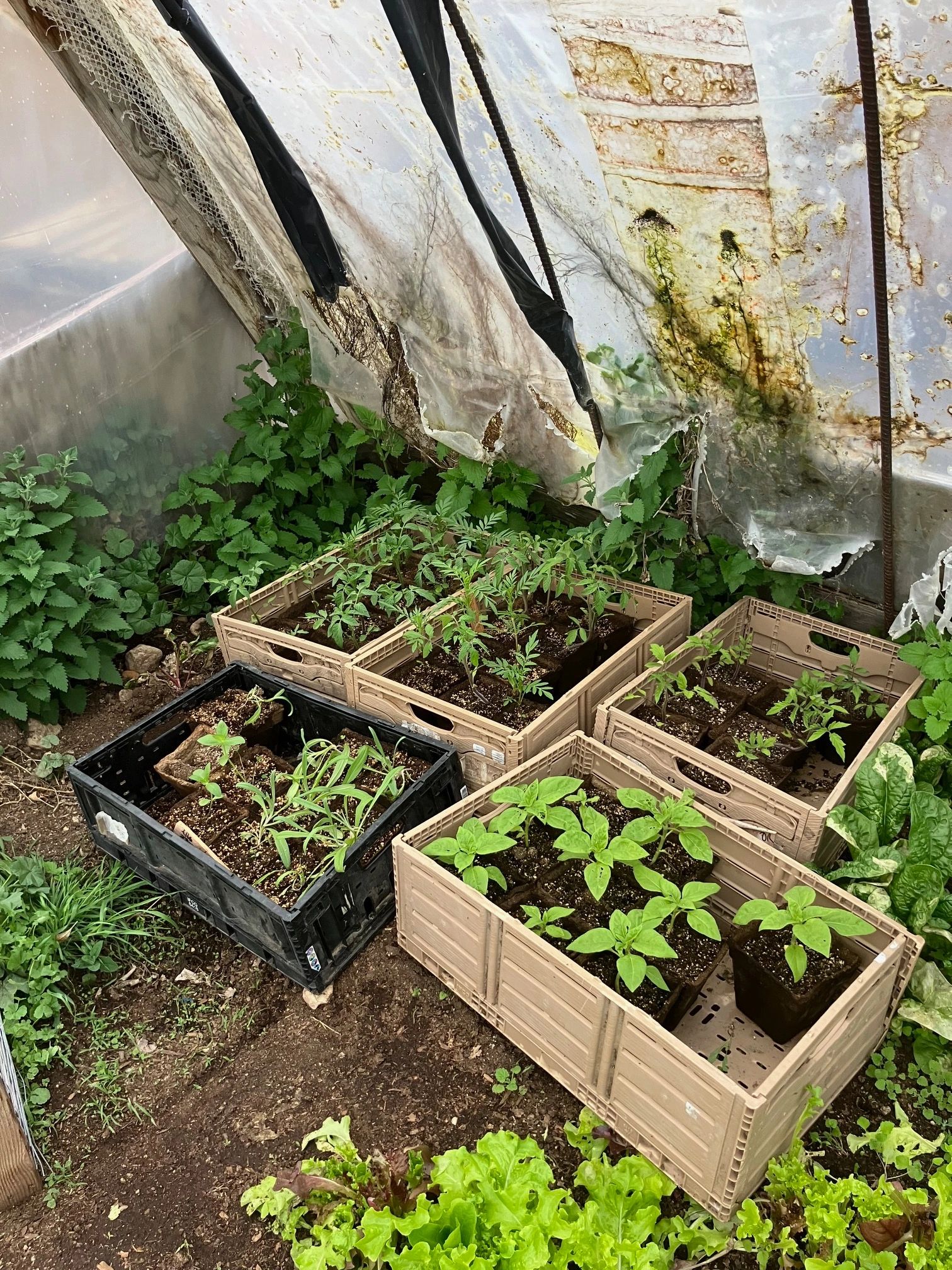 MARIGOLD, ZINNIA, BACHELOR BUTTONS, ALYSSUM, SUNFLOWERS.  READY FOR TRANSPLANTING.  COLORFUL FLOWERS