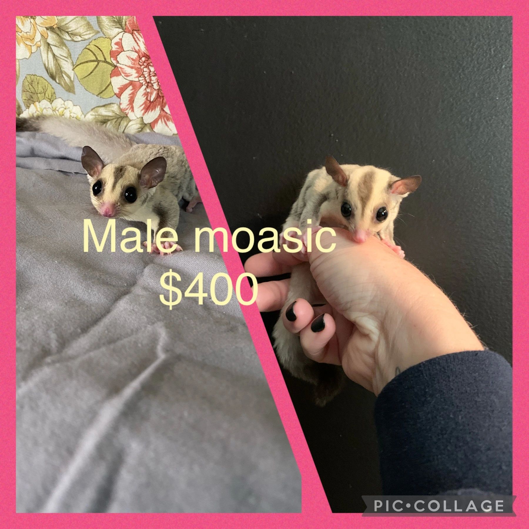 Sugar Glider Joeys