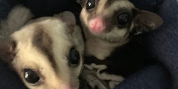 Sugar Gliders