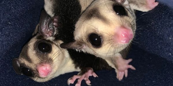 Sugar Glider 