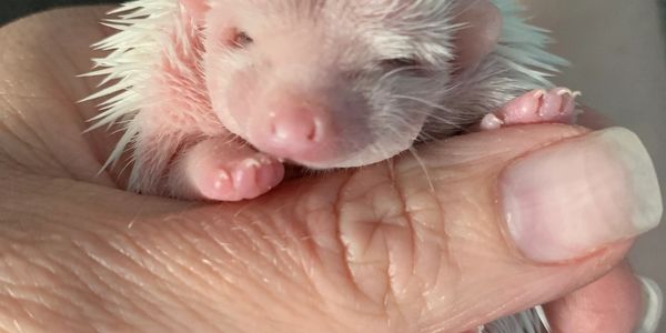 Baby hedgehog 