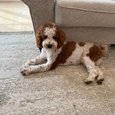 Diggs is approx. 16” (ground to the top of his back) and full poodle.