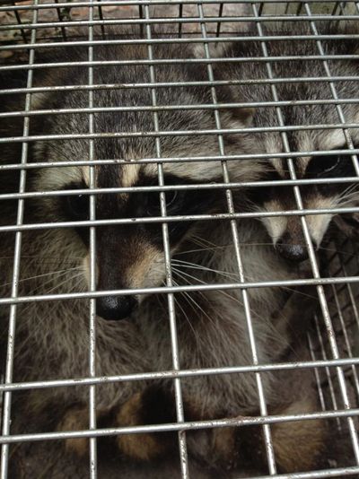 Tucson Wildlife Removal, Arizona Raccoon, Skunk, Opossum, Squirrel, Mouse  Control