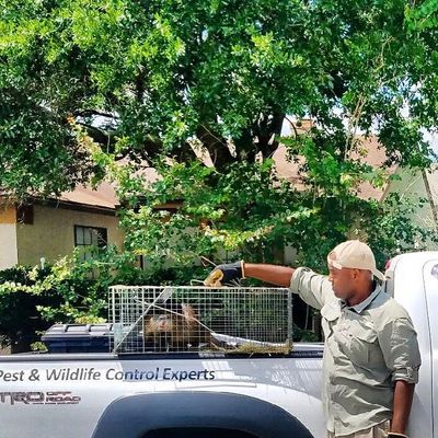 Nutria Muskrat in trap