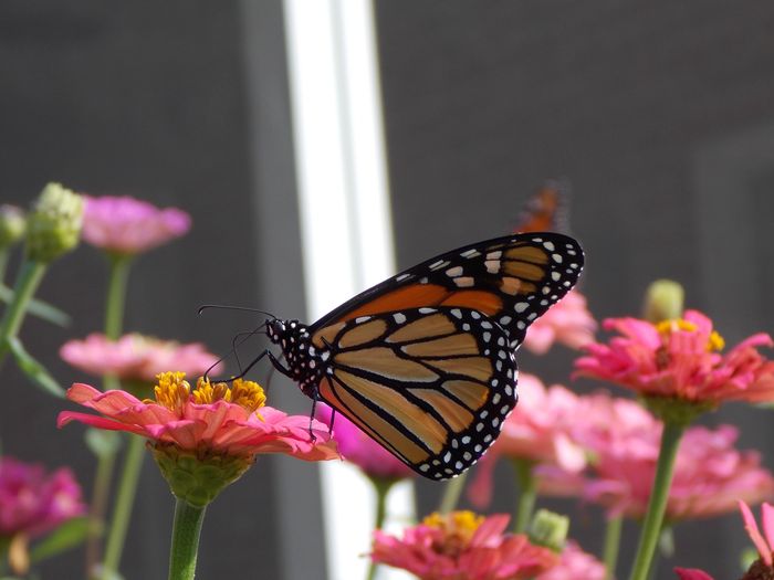 Monarch butterfly is nectaring on a pink zinnia blossom in a backyard garden. 
