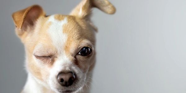 Aid Animal Hospital - Veterinarian Aid Animal Hospital - Veterinarian