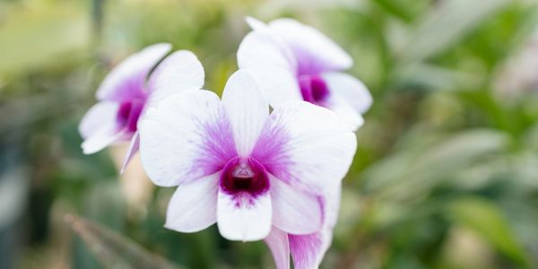 Close-up of delicate white and purple orchids in bloom.