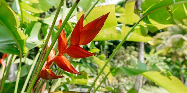 Bright orange heliconia flowers with green tropical leaves in the background.