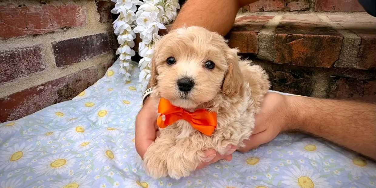 A cute puppy with an orange bow tie.