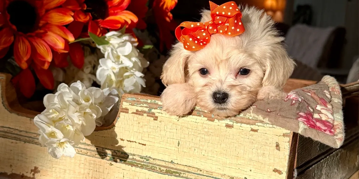 Cute puppy with an orange bow in a rustic wooden box.