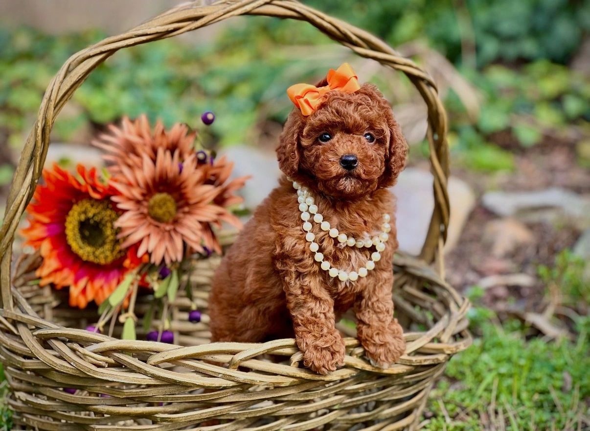 Dachshund puppie in a basket