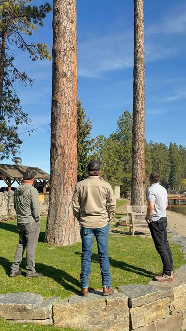 Three men standing outdoors looking up at tall trees on a sunny day.