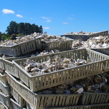 Wine & Dine in Neuseeland - deutschsprachige Tagesausflüge zu Austernfarmen mit Verkostung - NewZensationTours