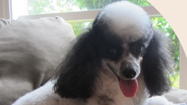 A black and white poodle sits happily on a couch, tongue out.