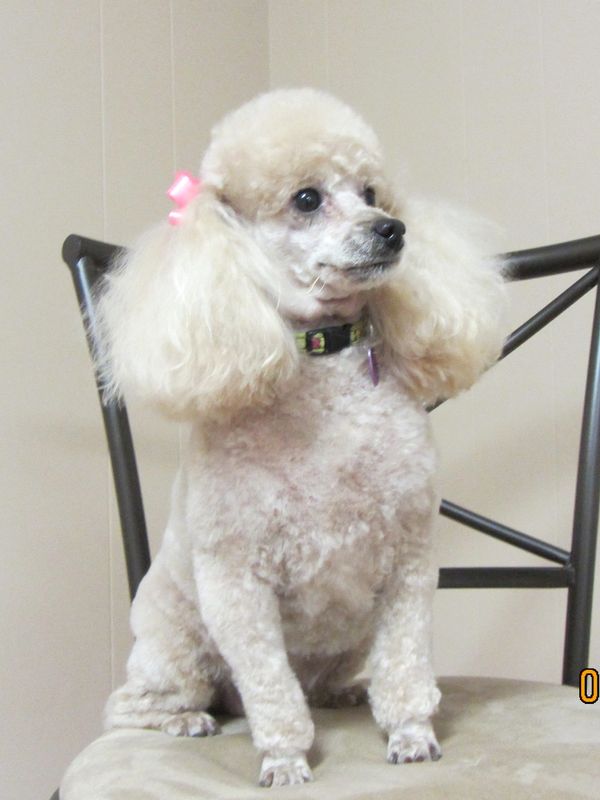 Small poodle with a pink bow sitting on a chair indoors.