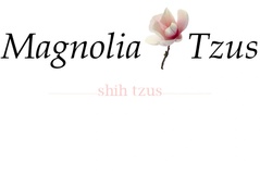 Magnolia Shih Tzus