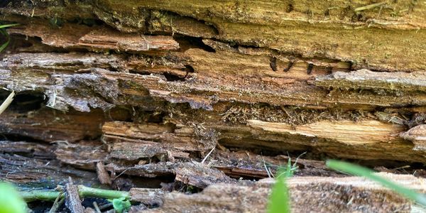Termite Damage 