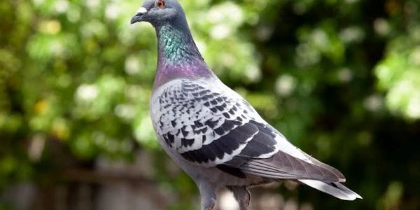 Pigeon 
