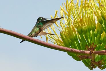 Colibrí magnífico,  alimentándose de las flores del maguey.