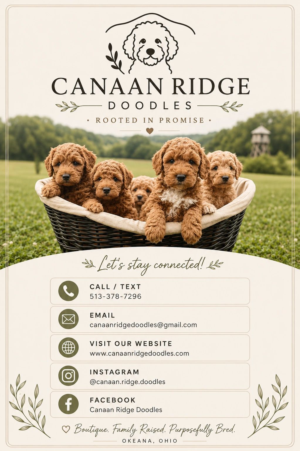 Cute doodle puppies in a basket with contact info for Canaan Ridge Doodles.