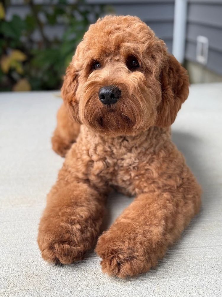 Fluffy curly brown dog laying on a concrete surface, looking curious.