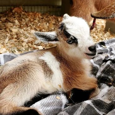 baby goat