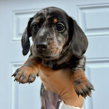 Smooth Black and tan dapple miniature dachshund puppy Oregon