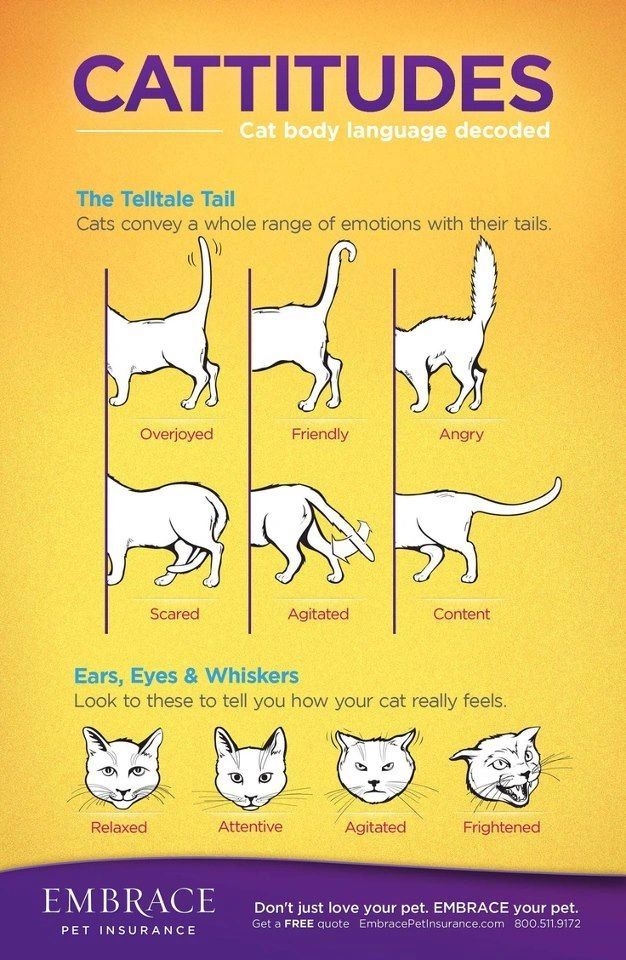 cat body language meaning tails