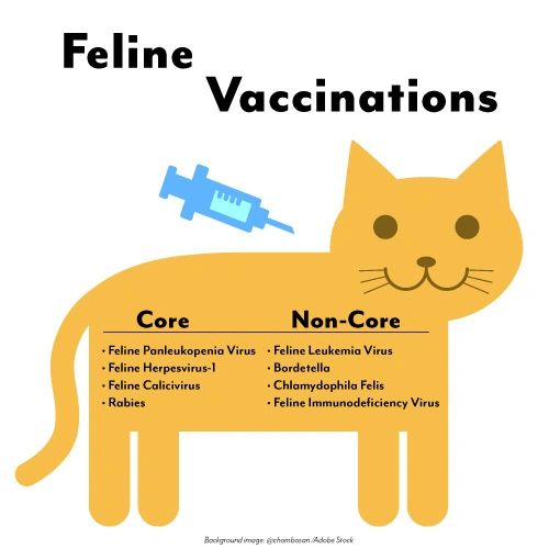 feline bordetella vaccine