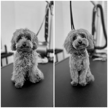Cavapoo dog groom