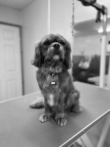 Manchester-based-dog-groomer