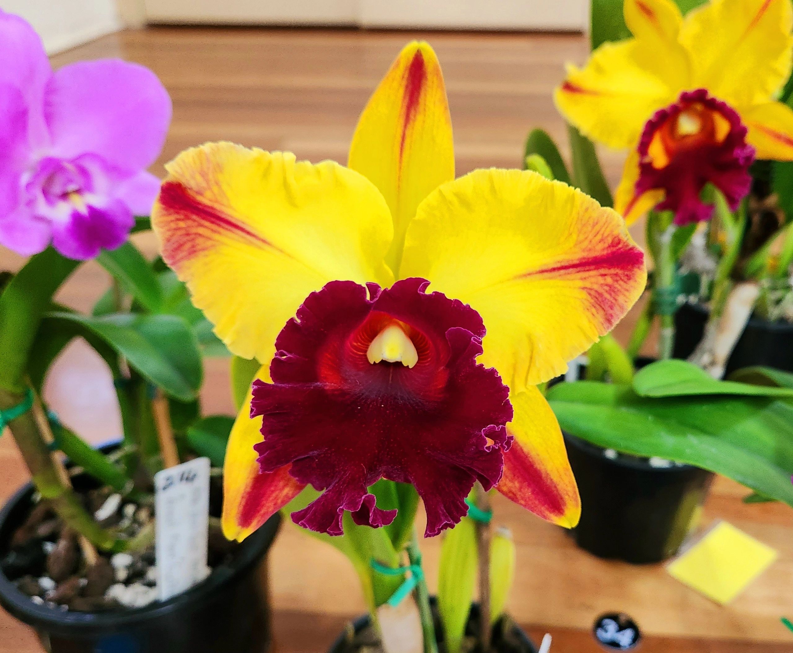 pine-rivers-orchid-society