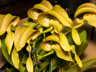 Close-up of unique yellow orchids with curled petals.