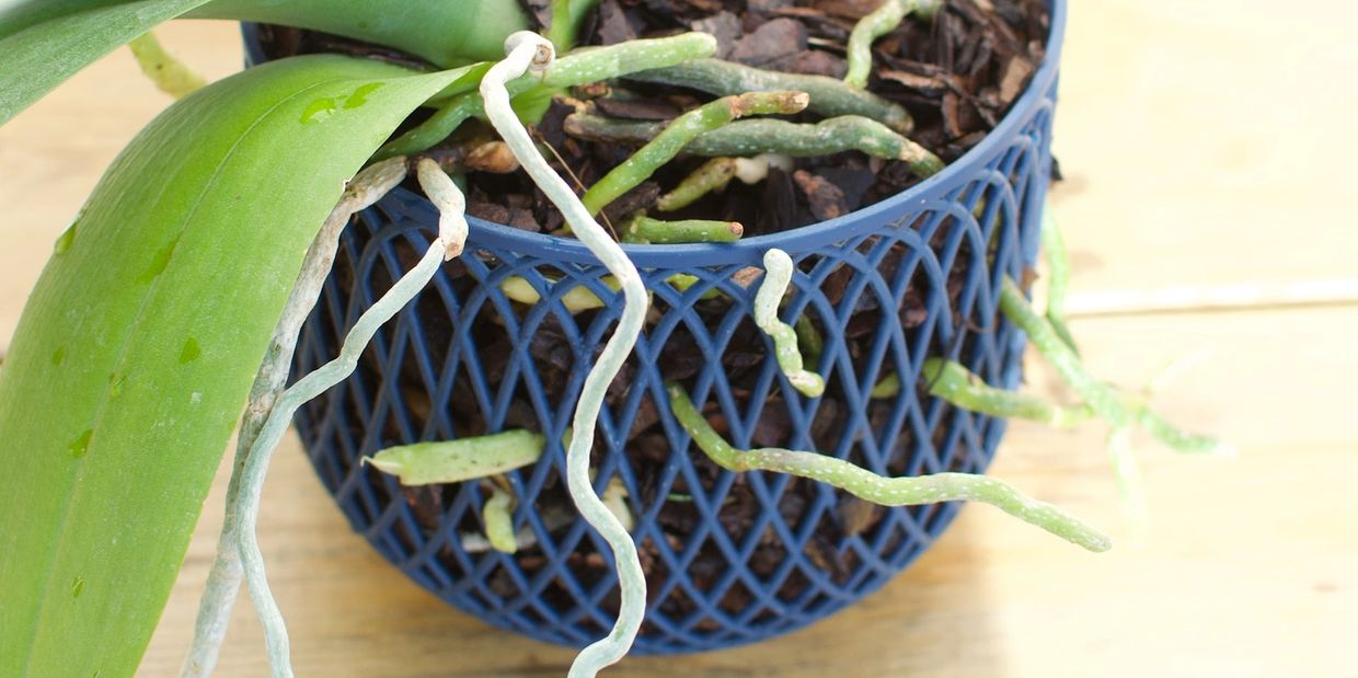 Aerisnest breathable orchid pod with healthy roots