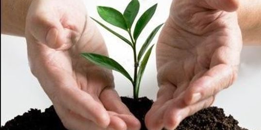 Escallonia Wikipedia Escallonia Wikipedia