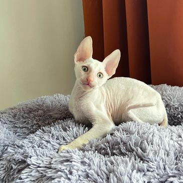 A white Devon Rex cat with large ears lying on a gray fluffy blanket.