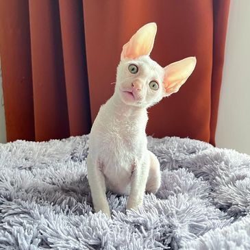 A curious white cat with large ears sits on a fluffy gray blanket.