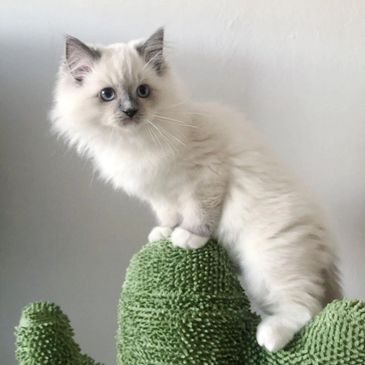 Fluffy white kitten with blue eyes perched on a green textured cactus-shaped object.