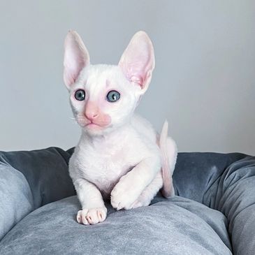 A white Devon Rex kitten with large ears and blue eyes sits on a gray cushion.