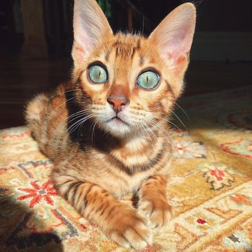 A Bengal kitten with striking green eyes sits on a patterned rug in sunlight.